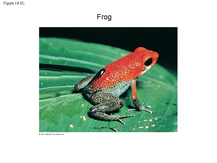 Figure 19. 5 C Frog 