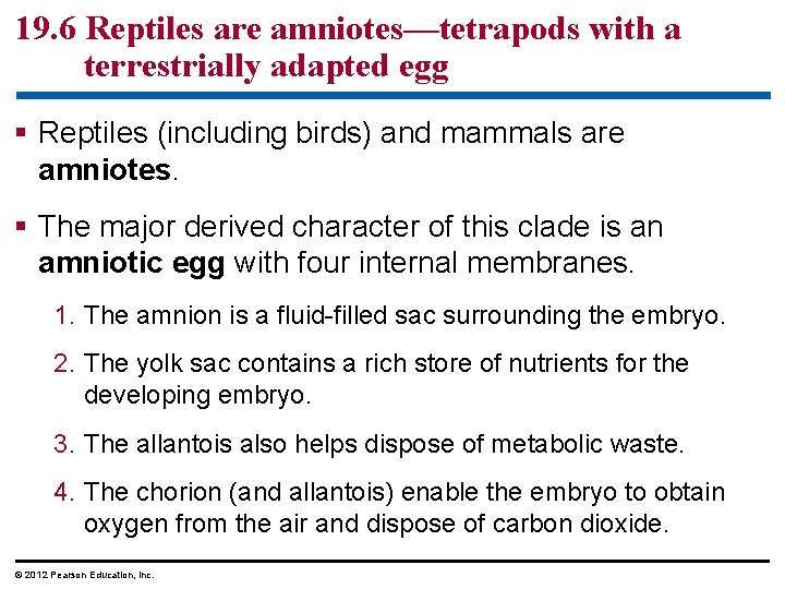 19. 6 Reptiles are amniotes—tetrapods with a terrestrially adapted egg § Reptiles (including birds)