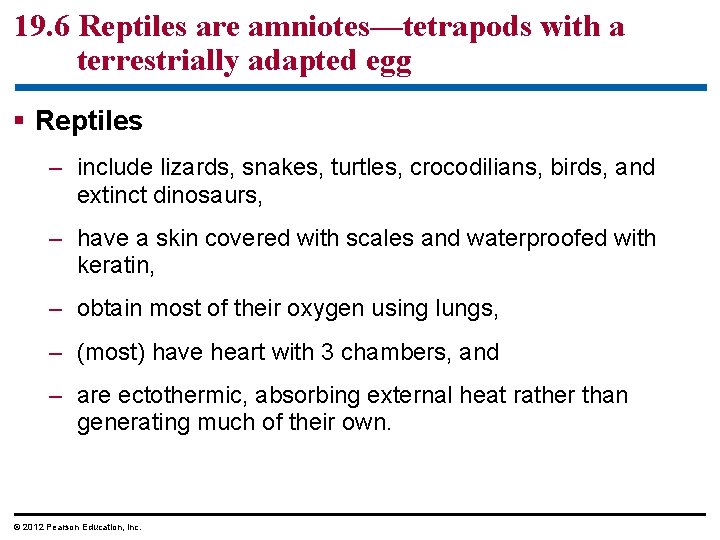 19. 6 Reptiles are amniotes—tetrapods with a terrestrially adapted egg § Reptiles – include