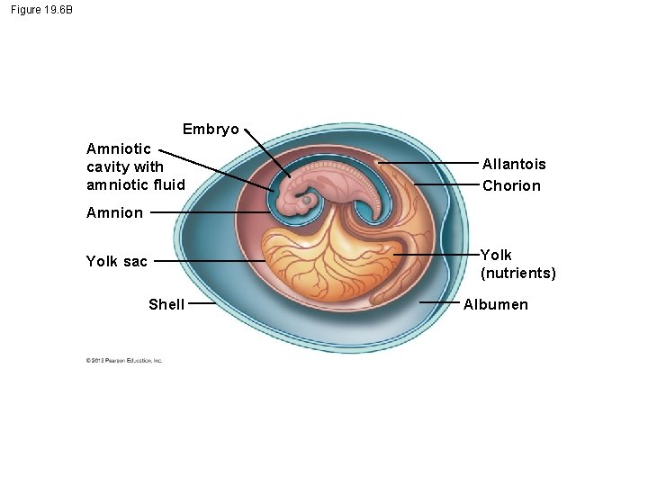 Figure 19. 6 B Embryo Amniotic cavity with amniotic fluid Allantois Chorion Amnion Yolk