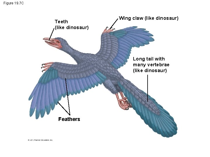 Figure 19. 7 C Teeth (like dinosaur) Wing claw (like dinosaur) Long tail with