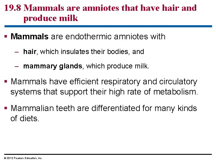 19. 8 Mammals are amniotes that have hair and produce milk § Mammals are