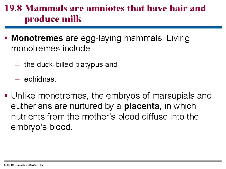 19. 8 Mammals are amniotes that have hair and produce milk § Monotremes are