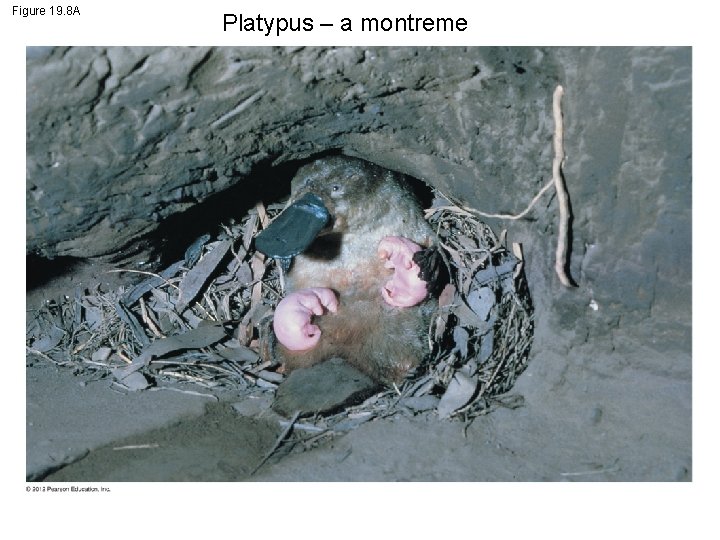 Figure 19. 8 A Platypus – a montreme 