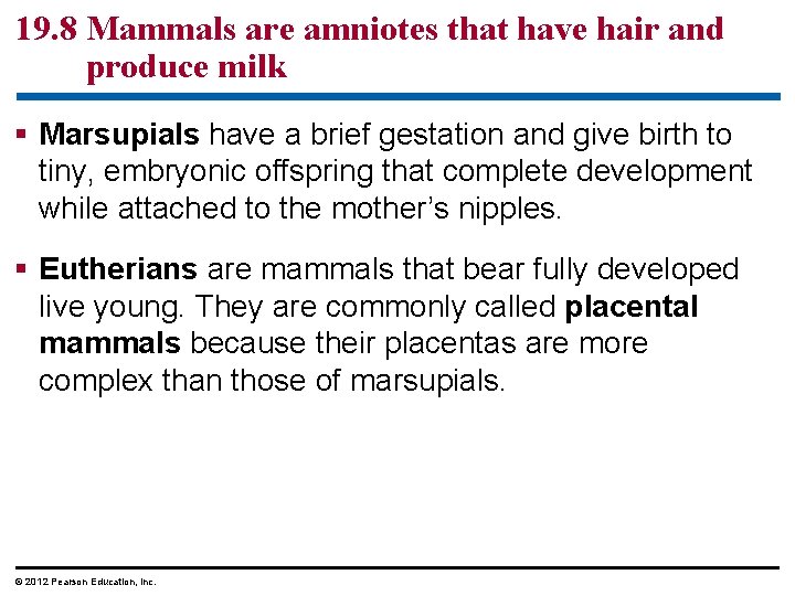 19. 8 Mammals are amniotes that have hair and produce milk § Marsupials have