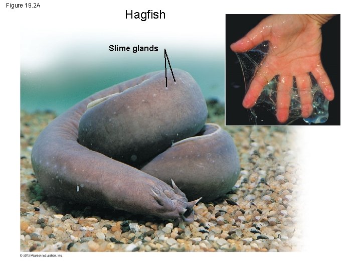 Figure 19. 2 A Hagfish Slime glands 