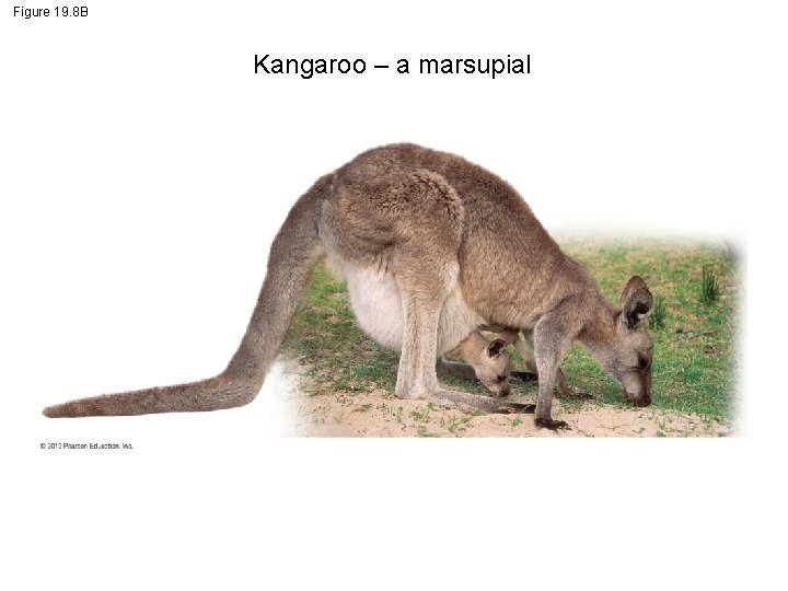 Figure 19. 8 B Kangaroo – a marsupial 