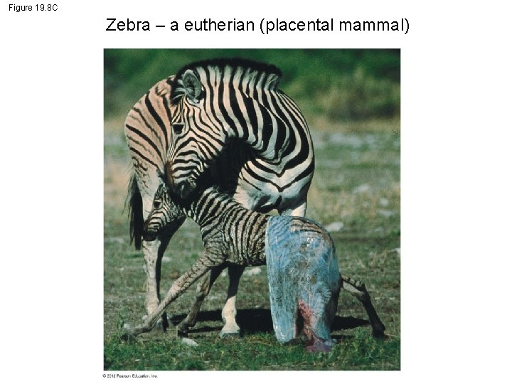 Figure 19. 8 C Zebra – a eutherian (placental mammal) 