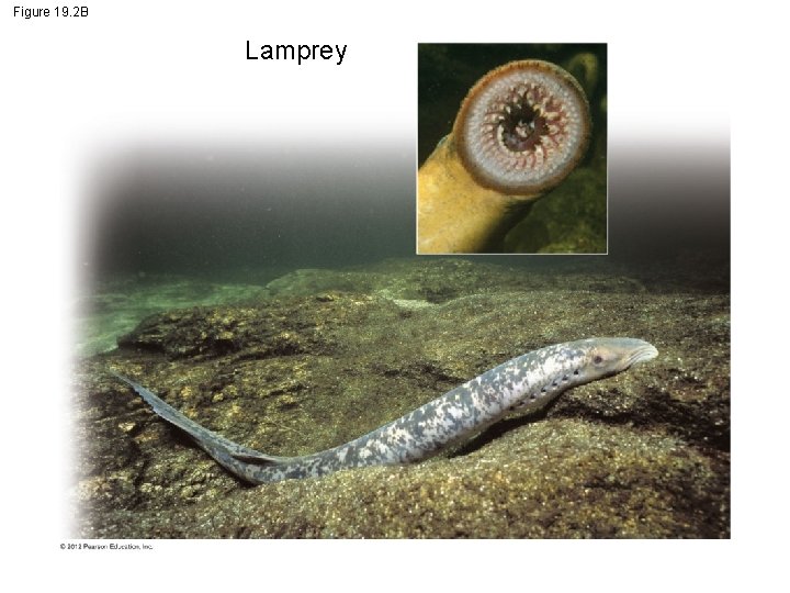 Figure 19. 2 B Lamprey 