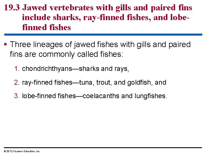 19. 3 Jawed vertebrates with gills and paired fins include sharks, ray-finned fishes, and