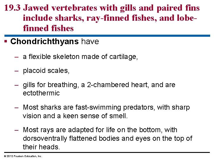 19. 3 Jawed vertebrates with gills and paired fins include sharks, ray-finned fishes, and