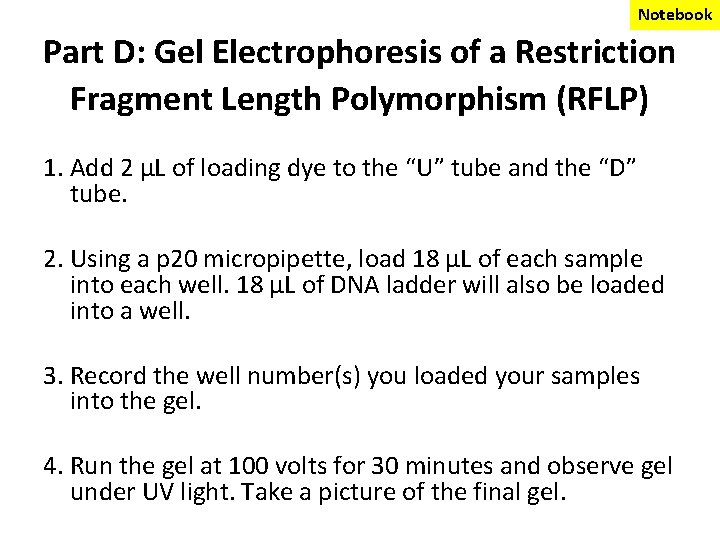 Notebook Part D: Gel Electrophoresis of a Restriction Fragment Length Polymorphism (RFLP) 1. Add