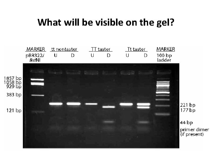 What will be visible on the gel? 