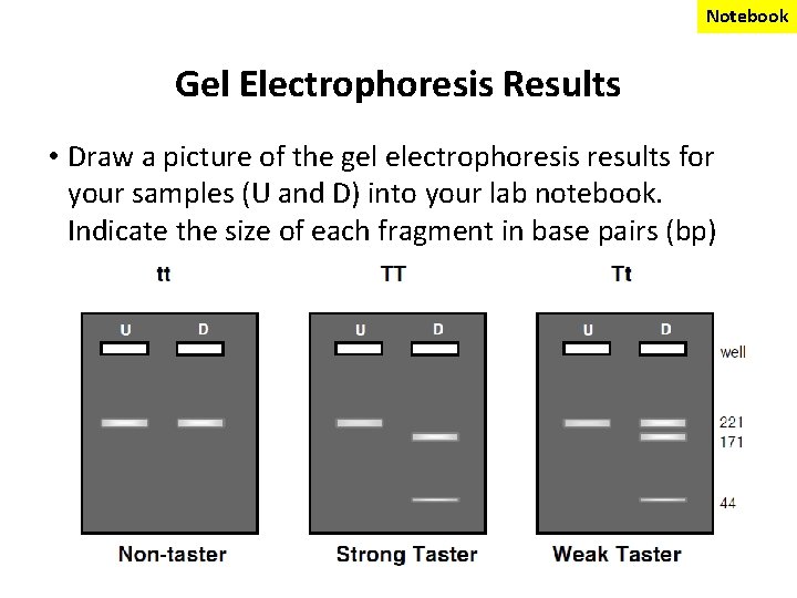 Notebook Gel Electrophoresis Results • Draw a picture of the gel electrophoresis results for