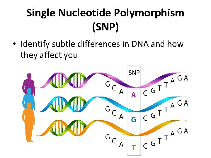 Single Nucleotide Polymorphism (SNP) • Identify subtle differences in DNA and how they affect