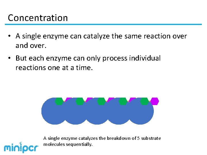 Concentration • A single enzyme can catalyze the same reaction over and over. •