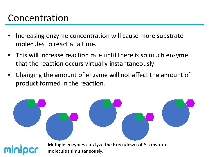 Concentration • Increasing enzyme concentration will cause more substrate molecules to react at a