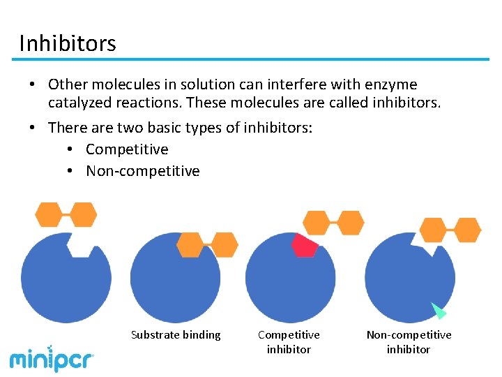 Inhibitors • Other molecules in solution can interfere with enzyme catalyzed reactions. These molecules