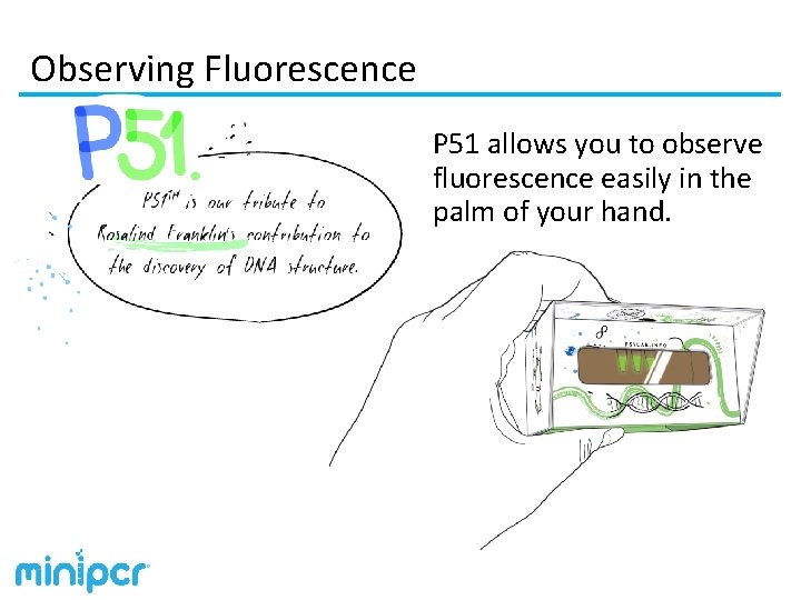 Observing Fluorescence P 51 allows you to observe fluorescence easily in the palm of