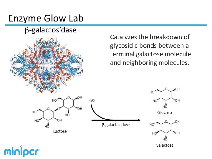 Enzyme Glow Lab β-galactosidase Catalyzes the breakdown of glycosidic bonds between a terminal galactose