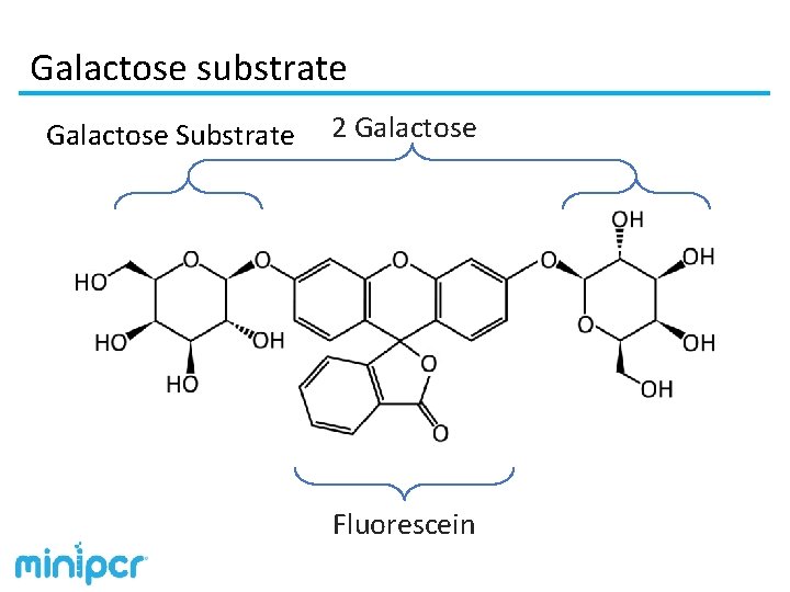 Galactose substrate Galactose Substrate 2 Galactose Fluorescein 
