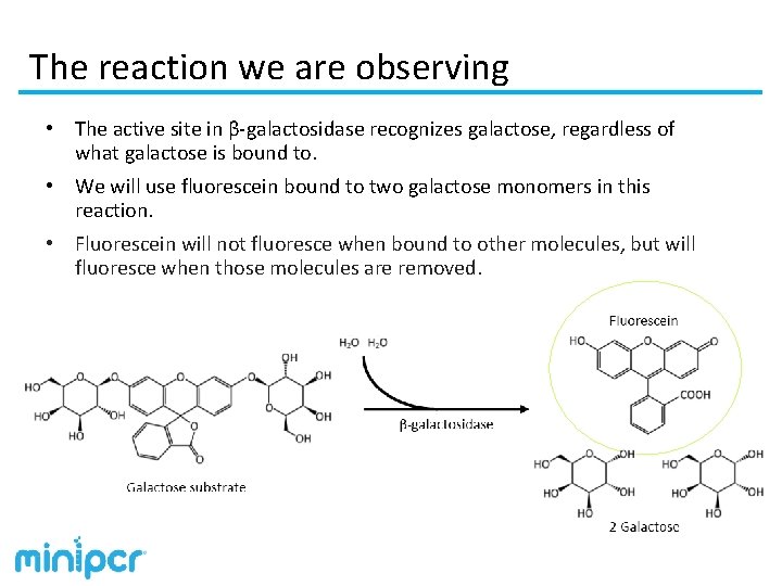 The reaction we are observing • The active site in β-galactosidase recognizes galactose, regardless