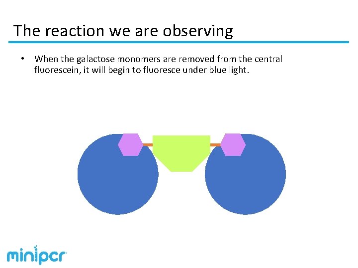 The reaction we are observing • When the galactose monomers are removed from the