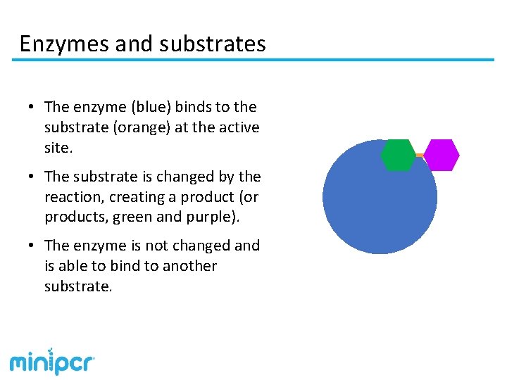 Enzymes and substrates • The enzyme (blue) binds to the substrate (orange) at the