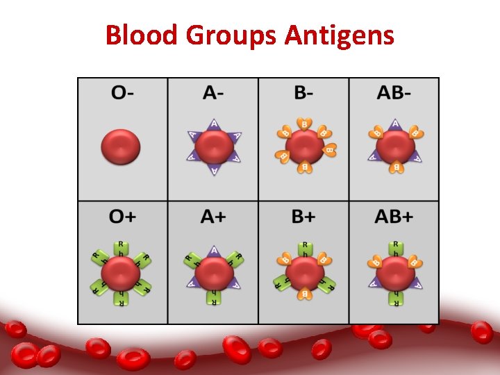 Blood Groups Antigens 