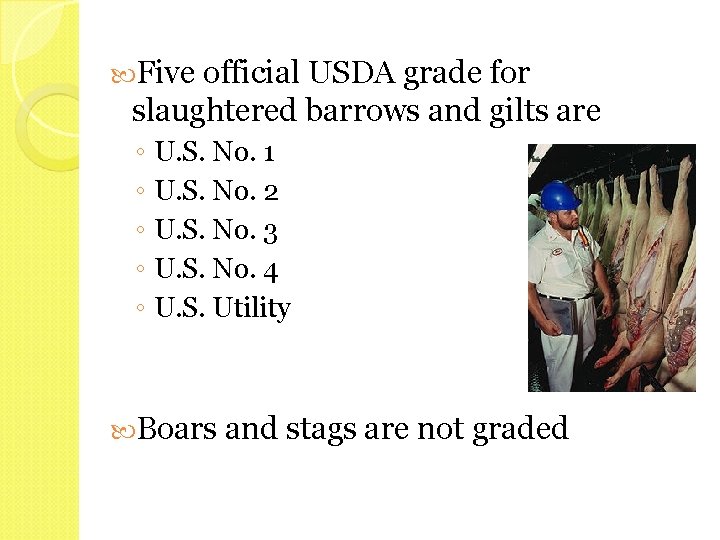  Five official USDA grade for slaughtered barrows and gilts are ◦ U. S.