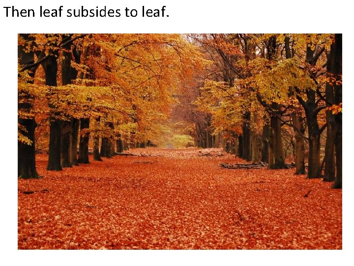 Then leaf subsides to leaf. 