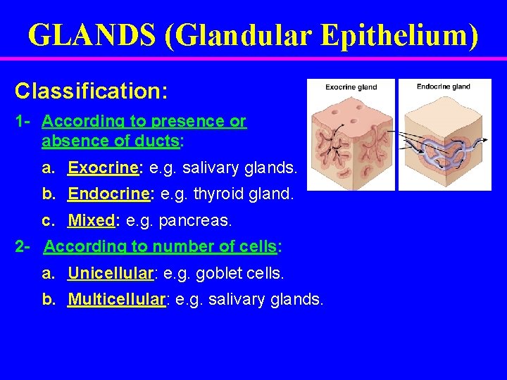 GLANDS (Glandular Epithelium) Classification: 1 - According to presence or absence of ducts: a.