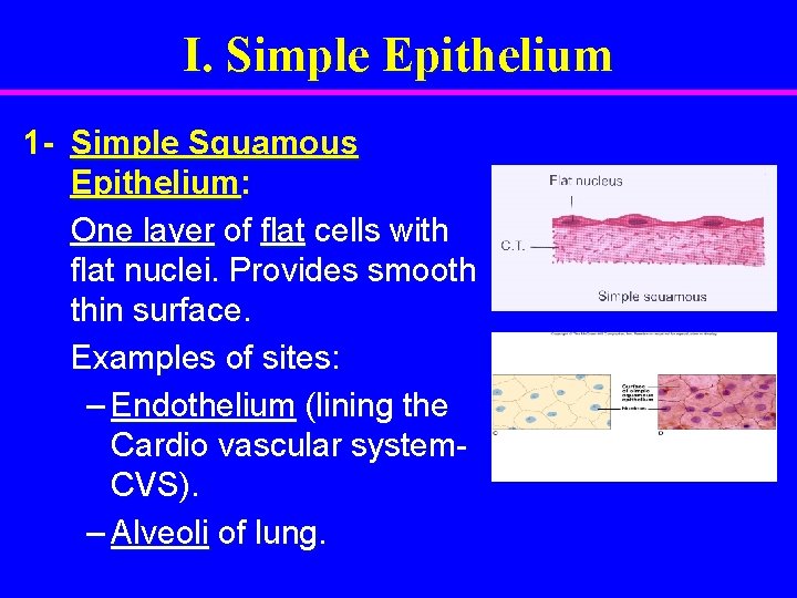 I. Simple Epithelium 1 - Simple Squamous Epithelium: One layer of flat cells with