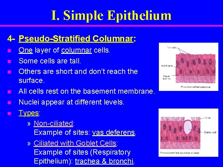 I. Simple Epithelium 4 - Pseudo-Stratified Columnar: n n n One layer of columnar