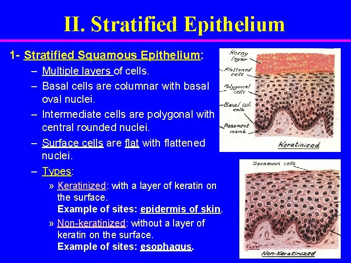 II. Stratified Epithelium 1 - Stratified Squamous Epithelium: – Multiple layers of cells. –