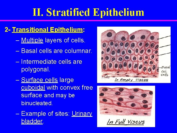 II. Stratified Epithelium 2 - Transitional Epithelium: – Multiple layers of cells. – Basal