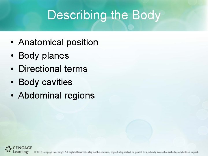 Describing the Body • • • Anatomical position Body planes Directional terms Body cavities