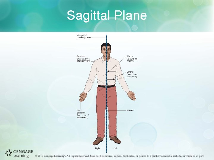 Sagittal Plane 