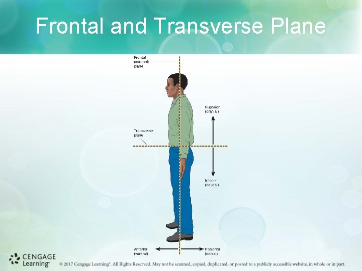 Frontal and Transverse Plane 
