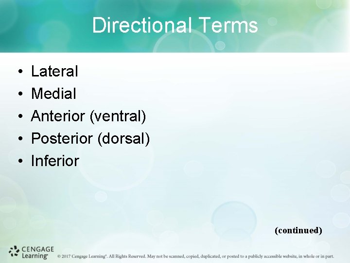 Directional Terms • • • Lateral Medial Anterior (ventral) Posterior (dorsal) Inferior (continued) 