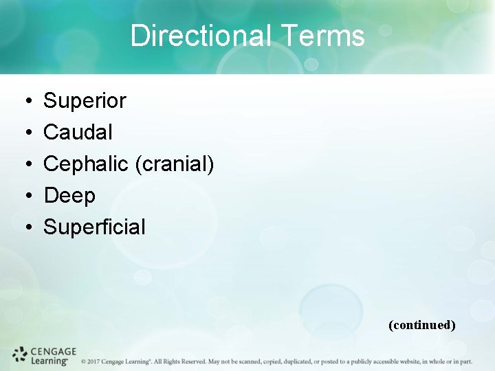 Directional Terms • • • Superior Caudal Cephalic (cranial) Deep Superficial (continued) 