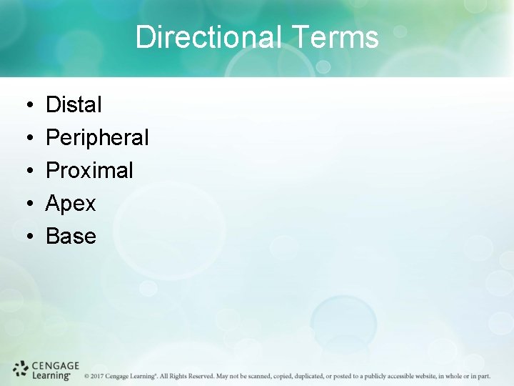 Directional Terms • • • Distal Peripheral Proximal Apex Base 
