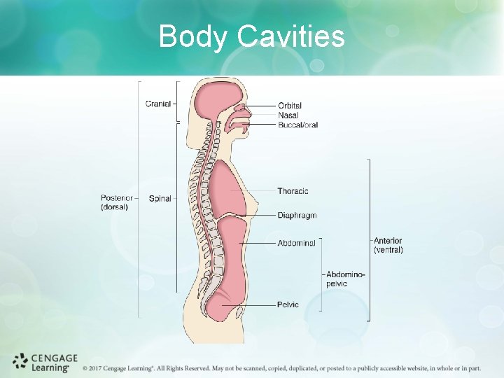 Body Cavities 