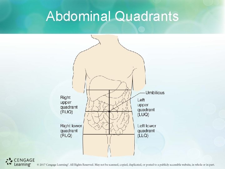 Abdominal Quadrants 