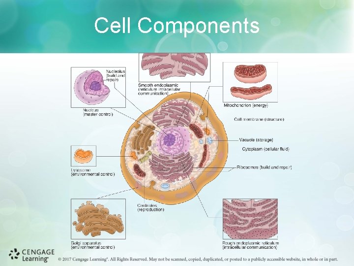 Cell Components 