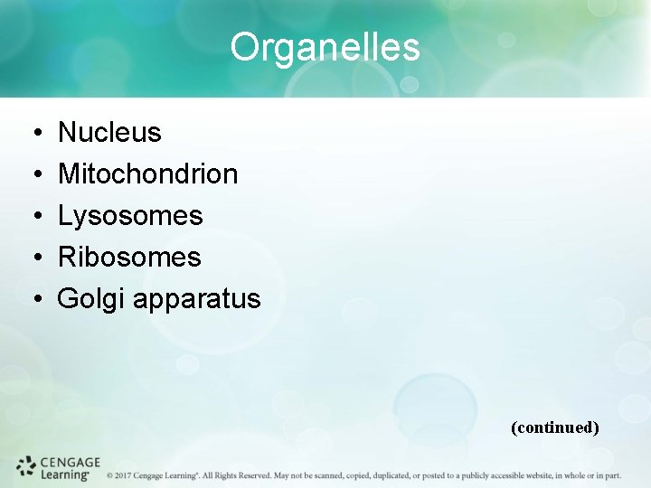 Organelles • • • Nucleus Mitochondrion Lysosomes Ribosomes Golgi apparatus (continued) 