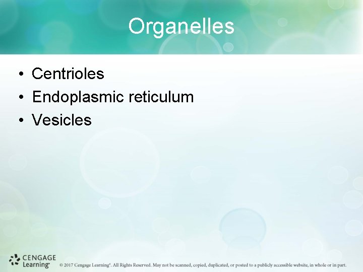 Organelles • Centrioles • Endoplasmic reticulum • Vesicles 