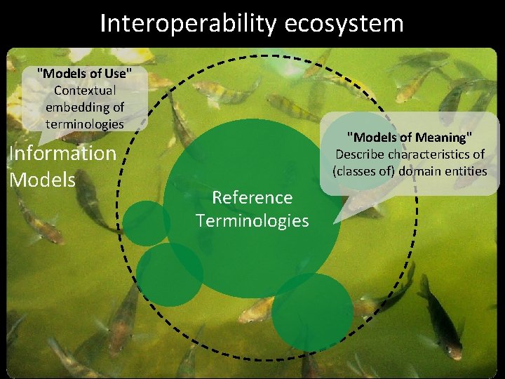 Interoperability ecosystem "Models of Use" Contextual embedding of terminologies Information Models "Models of Meaning"