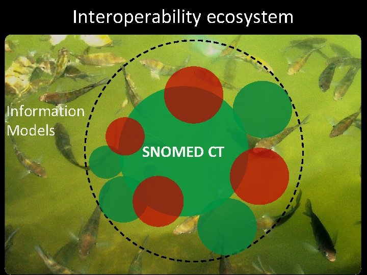 Interoperability ecosystem Information Models SNOMED CT 