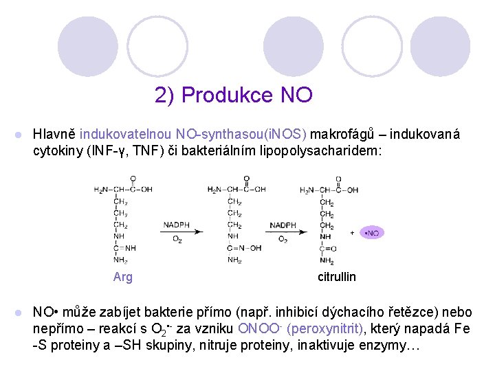 2) Produkce NO l Hlavně indukovatelnou NO-synthasou(i. NOS) makrofágů – indukovaná cytokiny (INF-γ, TNF)